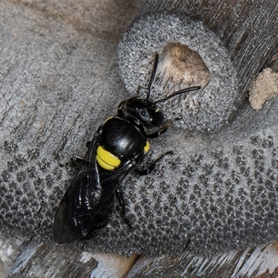 Hylaeus (Hylaeorhiza) nubilosus (A yellow-spotted masked bee) at Melba, ACT - 22 Oct 2024 by kasiaaus