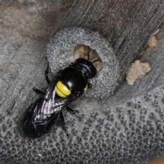 Hylaeus (Hylaeorhiza) nubilosus at Melba, ACT - 22 Oct 2024 04:51 PM