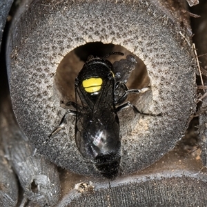 Hylaeus (Hylaeorhiza) nubilosus at Melba, ACT - 22 Oct 2024 04:51 PM