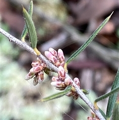 Lissanthe strigosa subsp. subulata (Peach Heath) at Bumbaldry, NSW - 17 Jul 2024 by Tapirlord