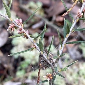 Lissanthe strigosa subsp. subulata at Bumbaldry, NSW - 17 Jul 2024