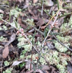 Lissanthe strigosa subsp. subulata at Bumbaldry, NSW - 17 Jul 2024