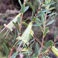 Styphelia triflora (Five-corners) at Bumbaldry, NSW - 17 Jul 2024 by Tapirlord