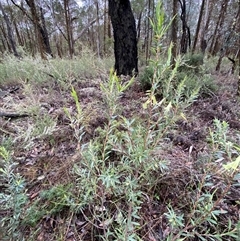 Styphelia triflora at Bumbaldry, NSW - 17 Jul 2024 11:44 AM