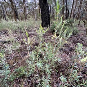 Styphelia triflora at Bumbaldry, NSW - 17 Jul 2024