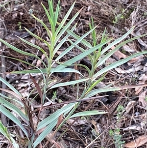 Stypandra glauca at Bumbaldry, NSW - 17 Jul 2024