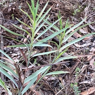 Stypandra glauca (Nodding Blue Lily) at Bumbaldry, NSW - 17 Jul 2024 by Tapirlord