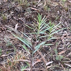 Stypandra glauca at Bumbaldry, NSW - 17 Jul 2024