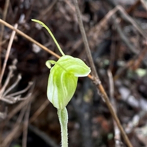 Diplodium nanum (ACT) = Pterostylis nana (NSW) at Bumbaldry, NSW - suppressed