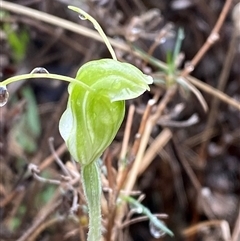 Diplodium nanum (ACT) = Pterostylis nana (NSW) at Bumbaldry, NSW - suppressed