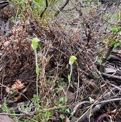 Diplodium nanum (ACT) = Pterostylis nana (NSW) at Bumbaldry, NSW - 17 Jul 2024