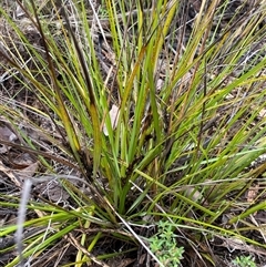 Gahnia aspera (Red-berried Saw-sedge) at Bumbaldry, NSW - 17 Jul 2024 by Tapirlord