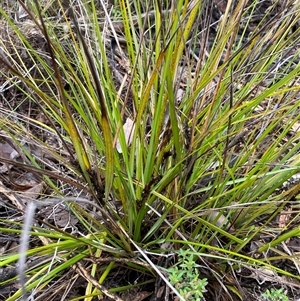 Gahnia aspera (Red-berried Saw-sedge) at Bumbaldry, NSW by Tapirlord