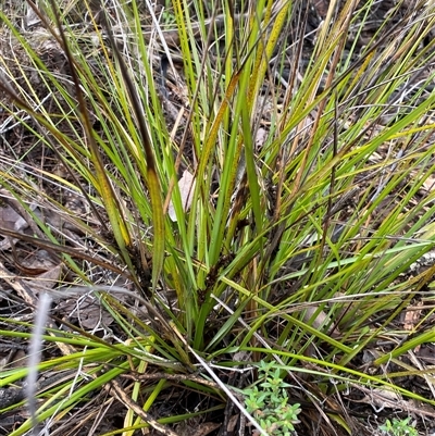 Gahnia aspera (Red-berried Saw-sedge) at Bumbaldry, NSW - 17 Jul 2024 by Tapirlord