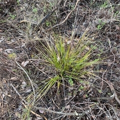 Gahnia aspera at Bumbaldry, NSW - 17 Jul 2024