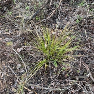 Gahnia aspera at Bumbaldry, NSW - 17 Jul 2024 11:40 AM