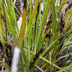 Gahnia aspera at Bumbaldry, NSW - 17 Jul 2024 11:40 AM