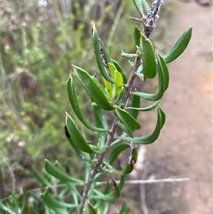 Persoonia rigida at Bumbaldry, NSW - 17 Jul 2024