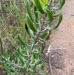 Persoonia rigida at Bumbaldry, NSW - 17 Jul 2024