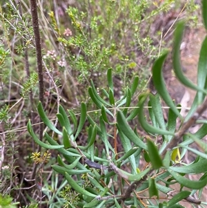 Persoonia rigida at Bumbaldry, NSW - 17 Jul 2024