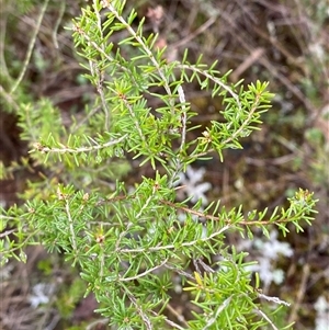 Calytrix tetragona (Common Fringe-myrtle) at Bumbaldry, NSW by Tapirlord