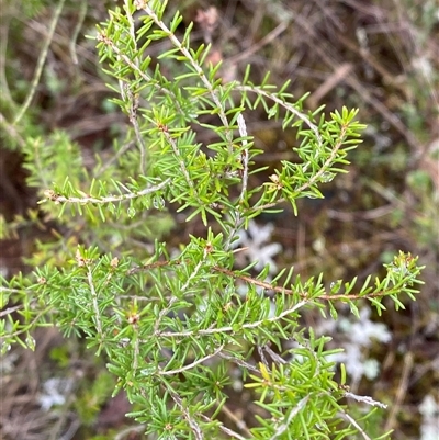 Calytrix tetragona (Common Fringe-myrtle) at Bumbaldry, NSW - 17 Jul 2024 by Tapirlord