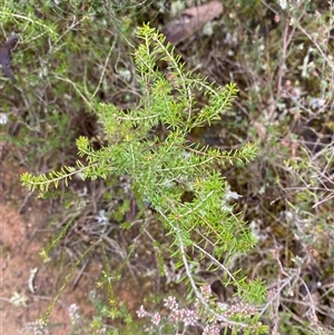 Calytrix tetragona at Bumbaldry, NSW - 17 Jul 2024