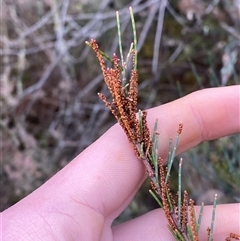 Allocasuarina diminuta subsp. diminuta (Waxy Sheoak) at Bumbaldry, NSW - 17 Jul 2024 by Tapirlord