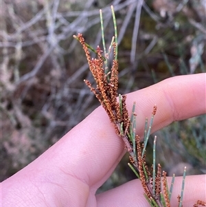 Allocasuarina diminuta subsp. diminuta (Waxy Sheoak) at Bumbaldry, NSW by Tapirlord