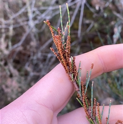 Allocasuarina diminuta subsp. diminuta (Waxy Sheoak) at Bumbaldry, NSW - 17 Jul 2024 by Tapirlord