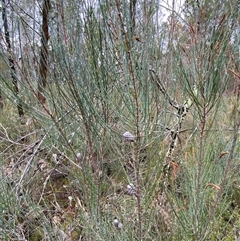 Allocasuarina diminuta subsp. diminuta at Bumbaldry, NSW - 17 Jul 2024