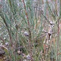 Allocasuarina diminuta subsp. diminuta at Bumbaldry, NSW - 17 Jul 2024 11:35 AM