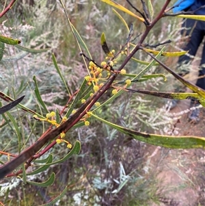 Acacia gladiiformis (Sword Wattle, Sword-leaf Wattle) at Bumbaldry, NSW by Tapirlord