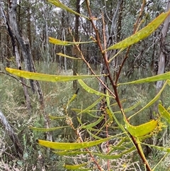 Acacia gladiiformis at Bumbaldry, NSW - 17 Jul 2024