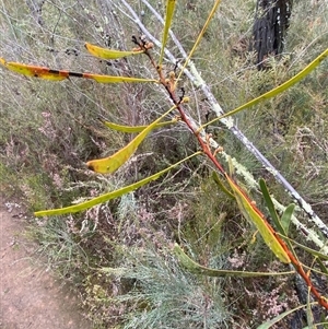 Acacia gladiiformis at Bumbaldry, NSW - 17 Jul 2024