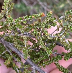 Unidentified Other Shrub at Bumbaldry, NSW - 17 Jul 2024 by Tapirlord