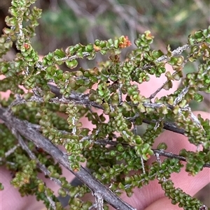 Sannantha cunninghamii at Bumbaldry, NSW - 17 Jul 2024 11:32 AM