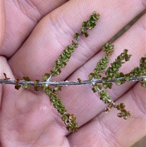 Sannantha cunninghamii at Bumbaldry, NSW - 17 Jul 2024