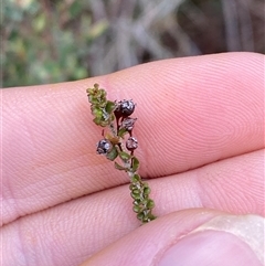 Sannantha cunninghamii at Bumbaldry, NSW - 17 Jul 2024 11:32 AM