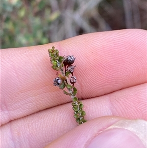 Sannantha cunninghamii at Bumbaldry, NSW - 17 Jul 2024