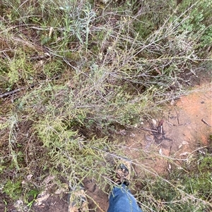 Sannantha cunninghamii at Bumbaldry, NSW - 17 Jul 2024