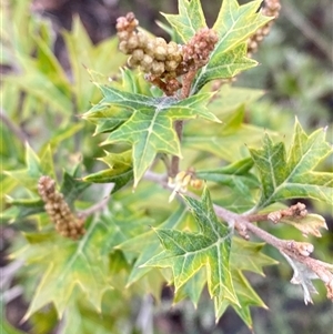 Grevillea ramosissima subsp. ramosissima (Fan Grevillea) at Bumbaldry, NSW by Tapirlord