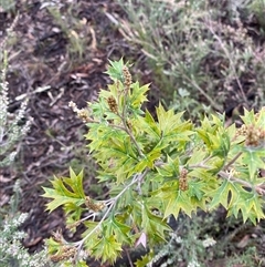 Grevillea ramosissima subsp. ramosissima at Bumbaldry, NSW - 17 Jul 2024