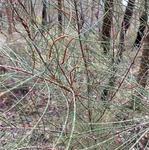 Allocasuarina diminuta subsp. diminuta (Waxy Sheoak) at Bumbaldry, NSW by Tapirlord