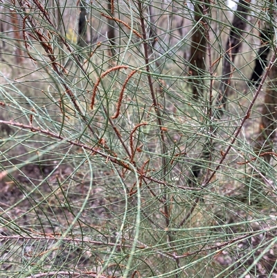 Allocasuarina diminuta subsp. diminuta (Waxy Sheoak) at Bumbaldry, NSW - 17 Jul 2024 by Tapirlord