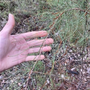 Allocasuarina diminuta subsp. diminuta at Bumbaldry, NSW - 17 Jul 2024 11:30 AM