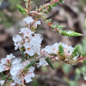 Styphelia attenuata (Small-leaved Beard Heath) at Bumbaldry, NSW by Tapirlord