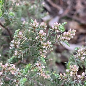 Styphelia attenuata at Bumbaldry, NSW - 17 Jul 2024