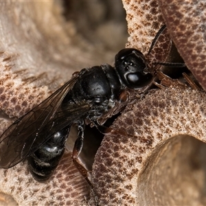 Pompilidae (family) at Melba, ACT - 22 Oct 2024