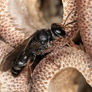 Pompilidae (family) at Melba, ACT - 22 Oct 2024